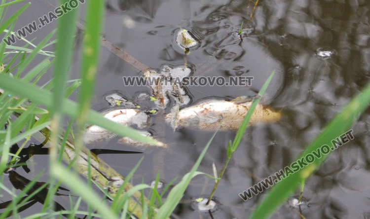 Пак мре рибата в река Банска, екоинспекцията проверява