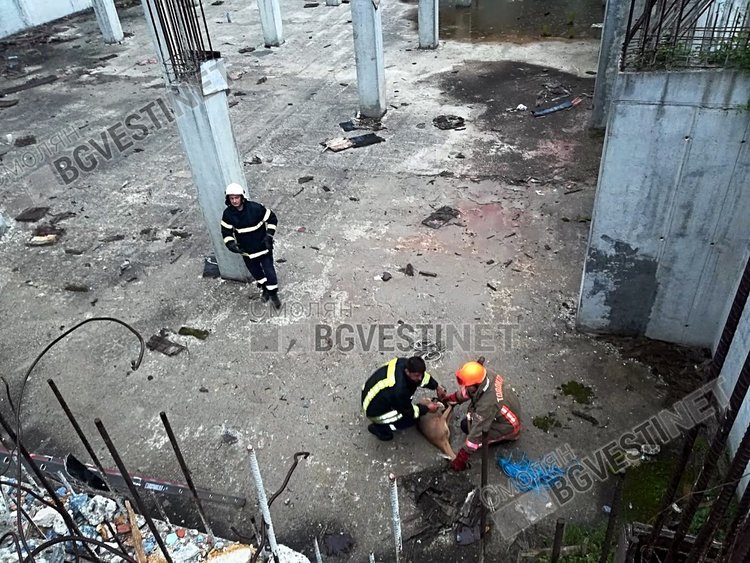 Пожарникари спасиха сърничка от строителен капан