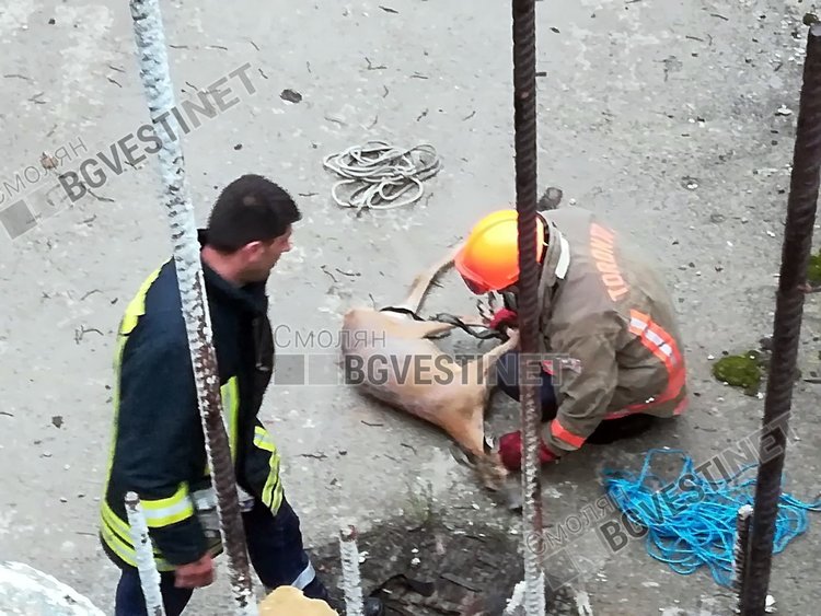 Пожарникари спасиха сърничка от строителен капан