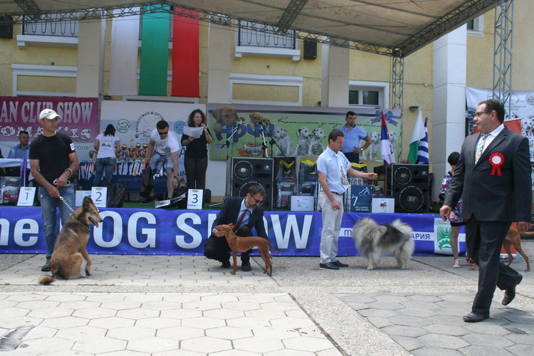 Ретривър е най-красивото куче на The Dog Show 2018
