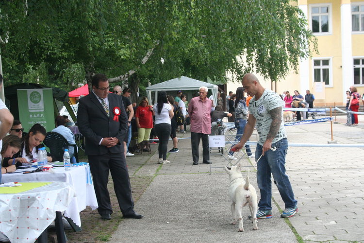 Ретривър е най-красивото куче на The Dog Show 2018