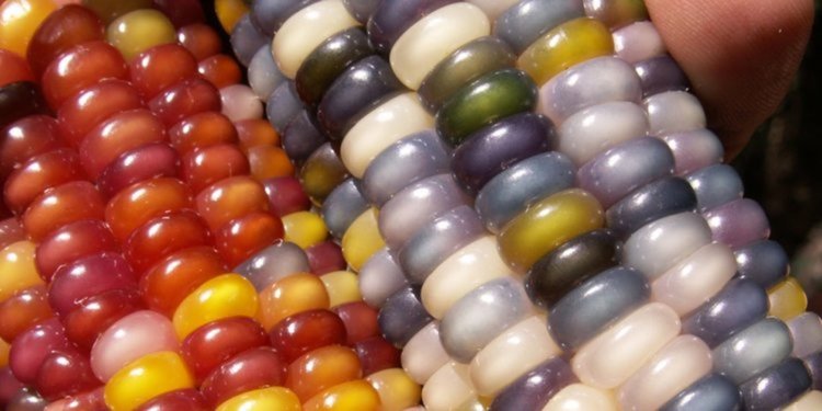 Тази многоцветна царевица е истинско индианско съкровище, а не ГМО