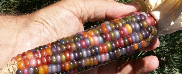 Тази многоцветна царевица е истинско индианско съкровище, а не ГМО