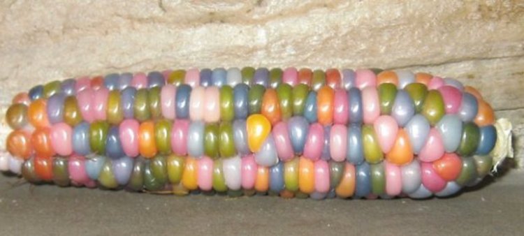 Тази многоцветна царевица е истинско индианско съкровище, а не ГМО