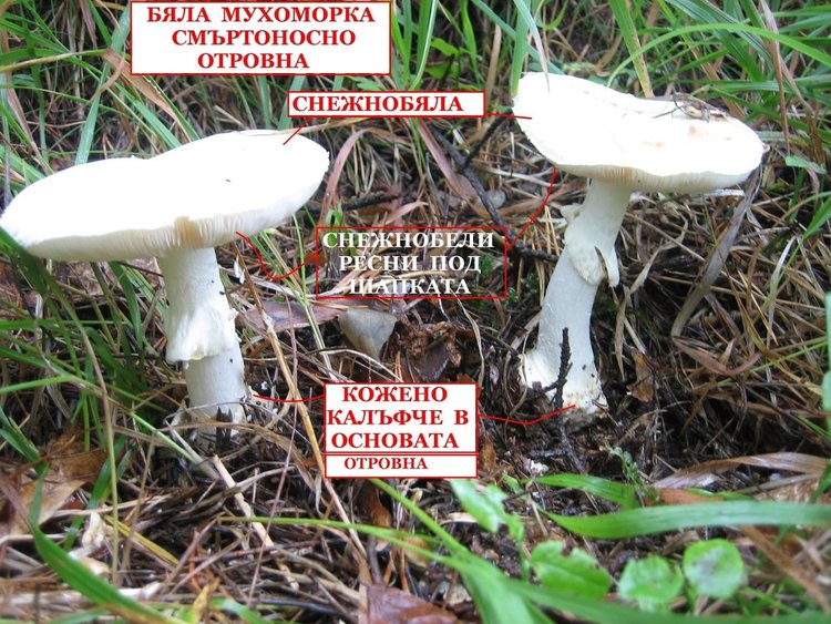 Най-опитният гъбар на родопско село почина от отравяне от мухоморка