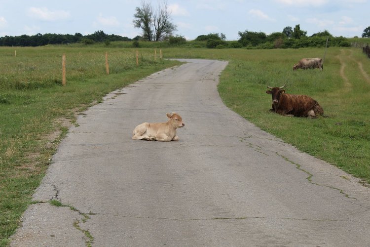 Никола Николов, 2 място