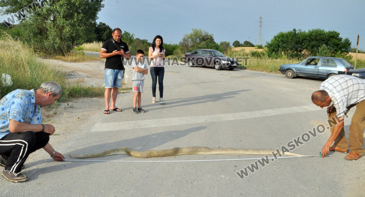 3-метрова мъртва змия шокира хасковлии