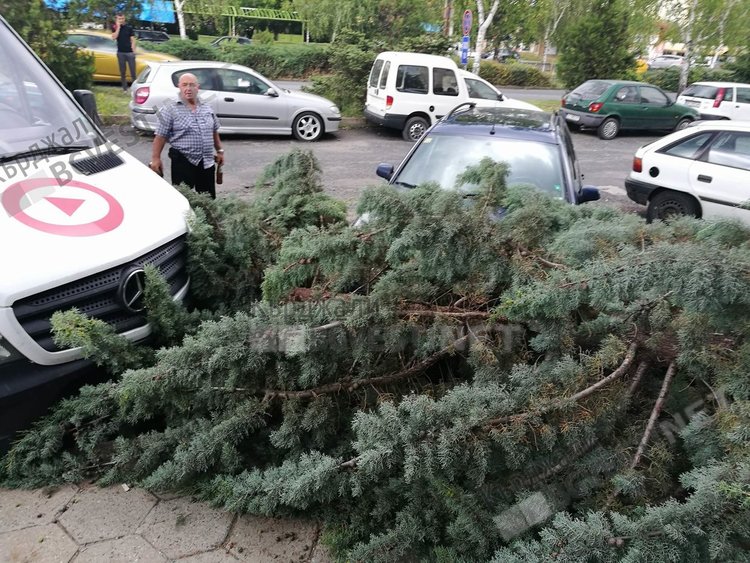Клон се отчупи във „Възрожденци“, жена избегна удара