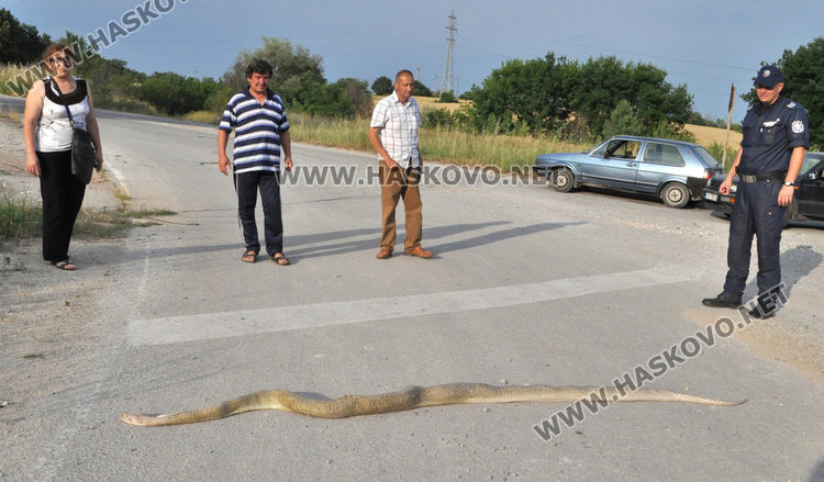 3-метрова мъртва змия шокира хасковлии