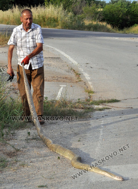 3-метрова мъртва змия шокира хасковлии