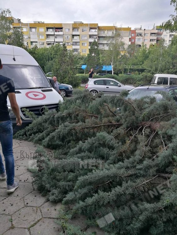 Клон се отчупи във „Възрожденци“, жена избегна удара