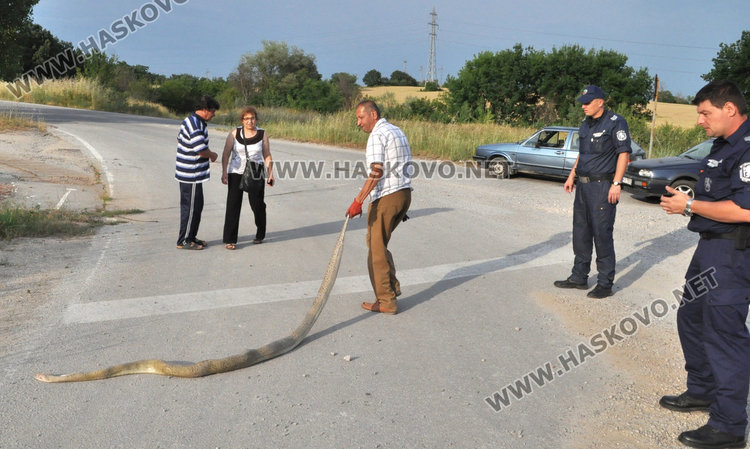 3-метрова мъртва змия шокира хасковлии