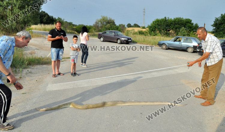 3-метрова мъртва змия шокира хасковлии