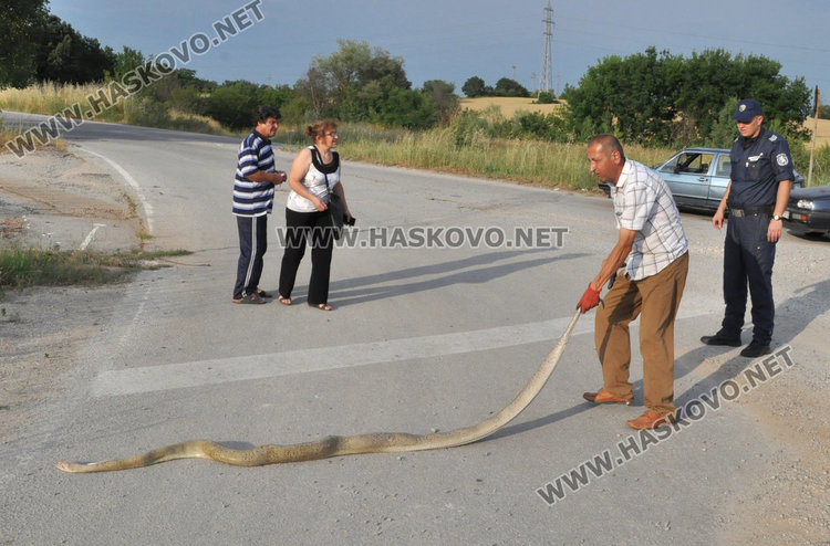 3-метрова мъртва змия шокира хасковлии