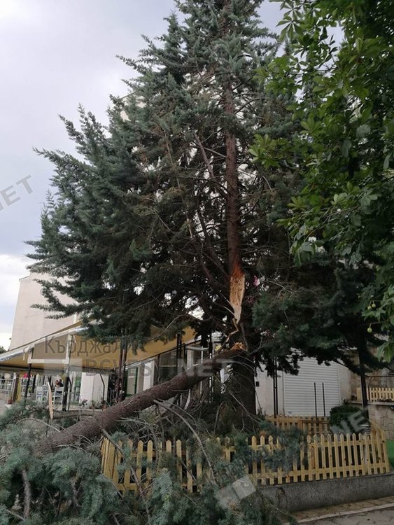 Клон се отчупи във „Възрожденци“, жена избегна удара