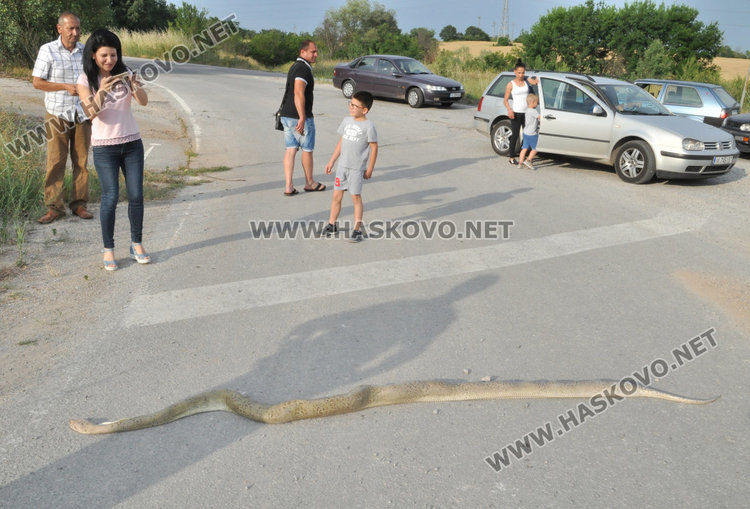 3-метрова мъртва змия шокира хасковлии