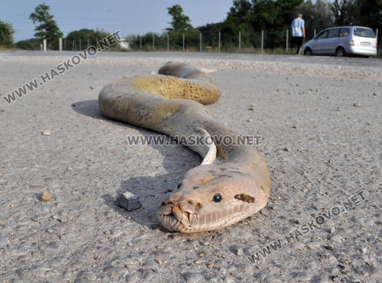 3-метрова мъртва змия шокира хасковлии
