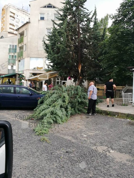 Клон се отчупи във „Възрожденци“, жена избегна удара