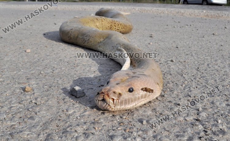 3-метрова мъртва змия шокира хасковлии