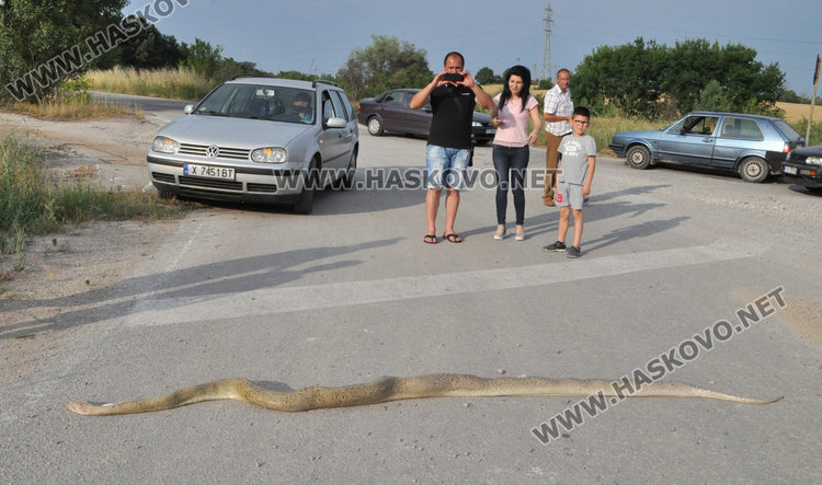 3-метрова мъртва змия шокира хасковлии