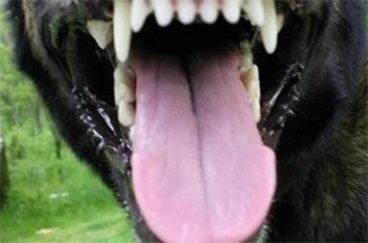 Куче нахапа пенсионерка пред блока й