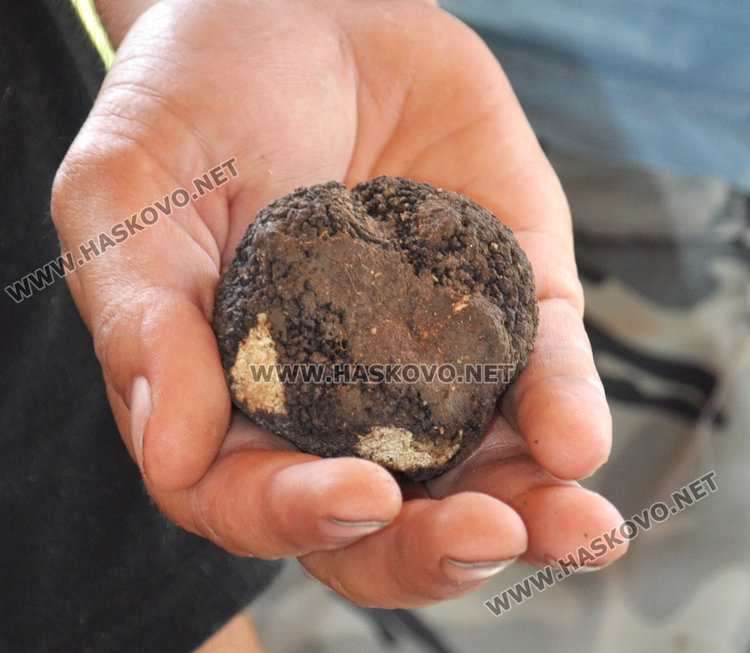 Кметско куче изравя трюфели в гората край Райново