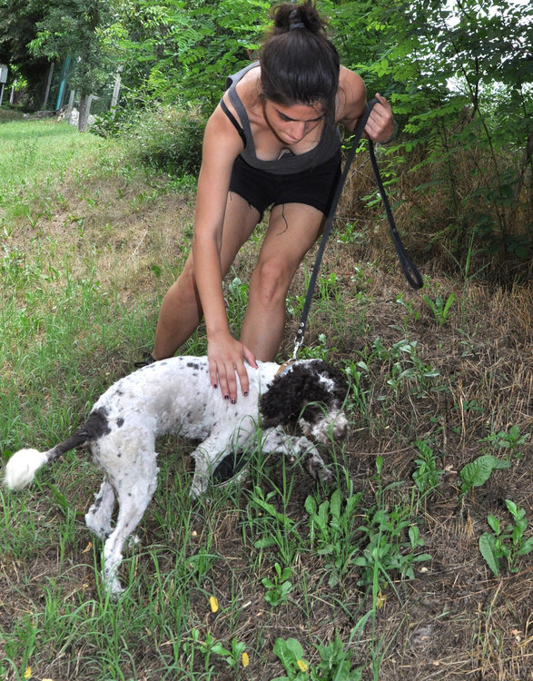 Чери на лов за трюфели