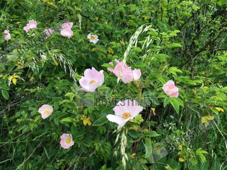 Слънчев понеделник без дъжд и бури