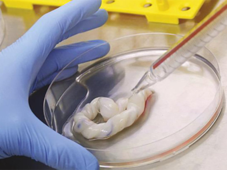 Двойно са скочили манипулациите за стволови клетки