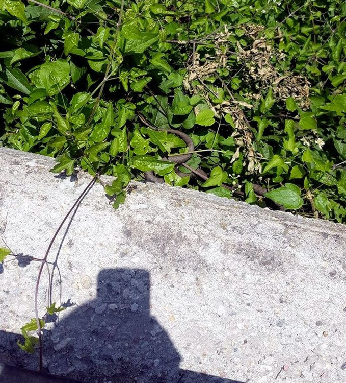 Нашествие от змии в Смолян