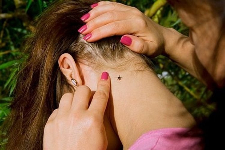 Кърлежите атакуват! 20 със съмнение за лаймска болест в Хасковско