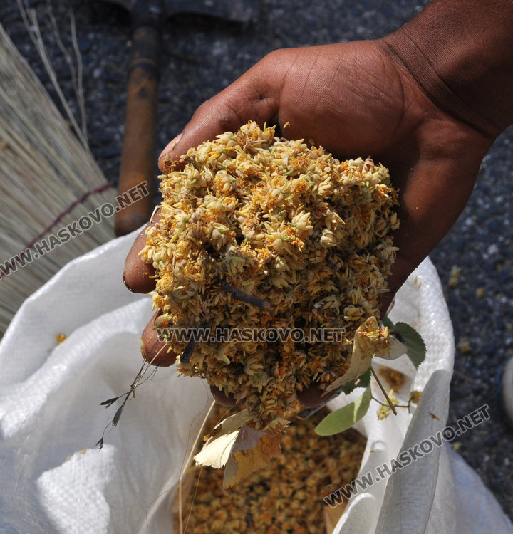 Общинска полиция друсна 7 акта на метачи на липа за половин час