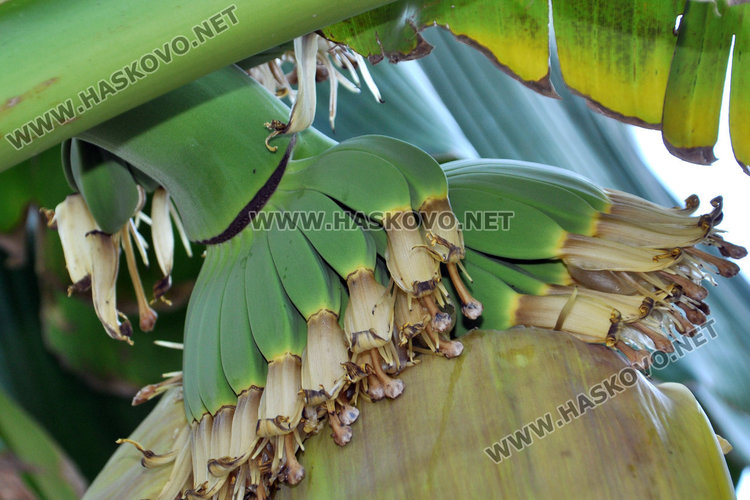 Хасковлии отгледаха палма с 50 банана в Болярово