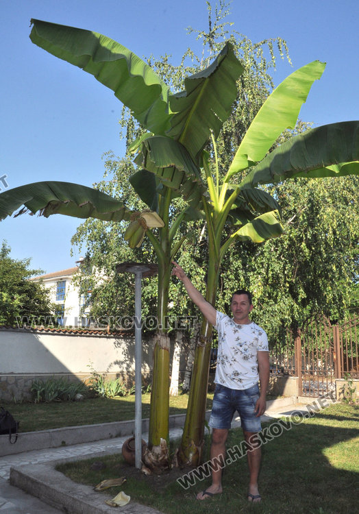 Хасковлии отгледаха палма с 50 банана в Болярово