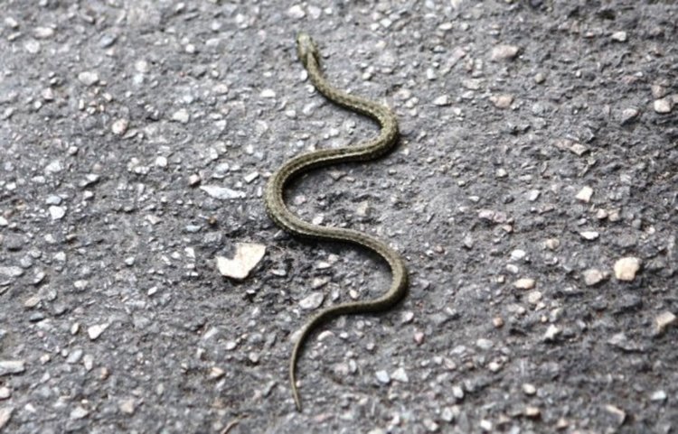 илюстративна снимка