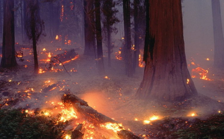 Два пожара за ден, единият в Прилепци