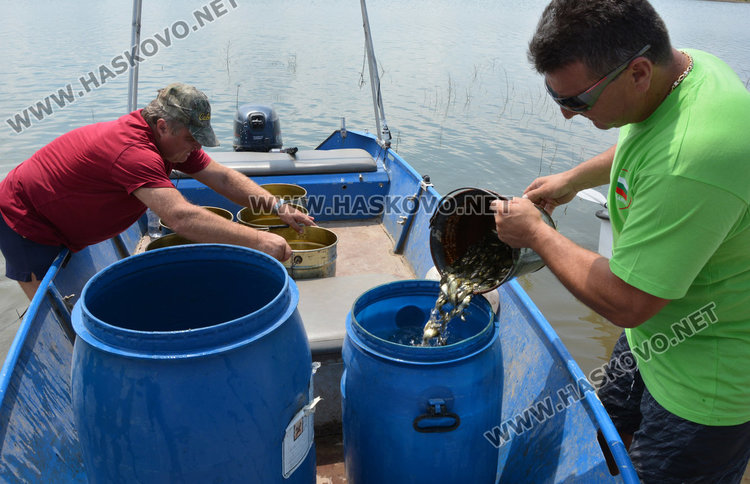 Видьовден за яз. Тракиец, доброволци пуснаха 150 хил. шаранчета