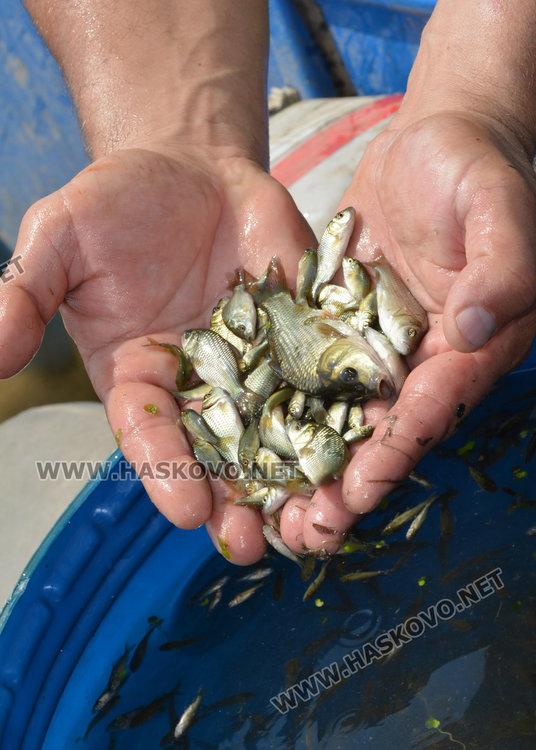 Видьовден за яз. Тракиец, доброволци пуснаха 150 хил. шаранчета
