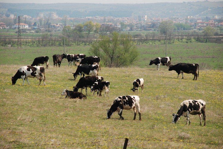 Огнище от нодуларен дерматит в Турция, забрана на пазарите в Хасковско