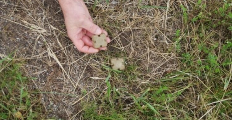 Пускат над Хасковско въздушни ваксини срещу бяс по лисиците