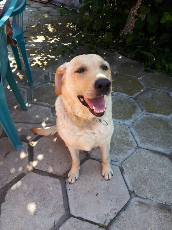 Търси се изгубен женски лабрадор (обновена)