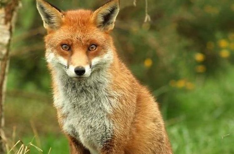 Започна самолетната ваксинация срещу бяс по дивите животни