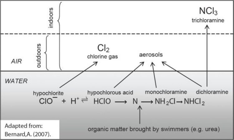 Реакцията между хлора и урината в басейните води до опасни съединения