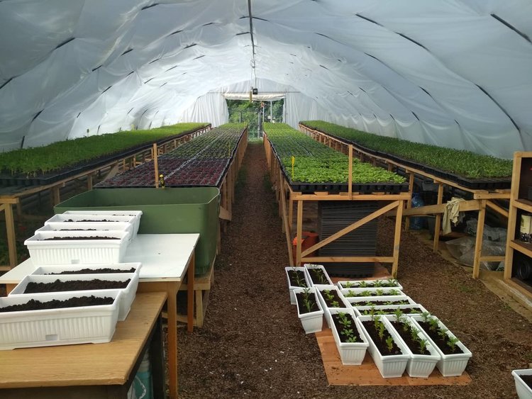 Още 16 500 цветя от общинската оранжерия за по-красив Смолян