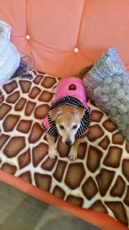 Малко кученце търси своя стопанин