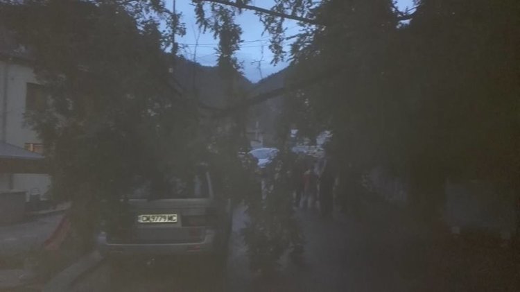 Дърво падна върху джип, размина се с драскотини по колата