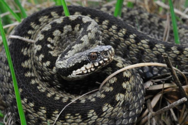 Пак сигнал за змии в двор на училище