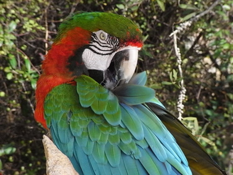 Папагал избяга от цирка.Пожарникари го издирваха.