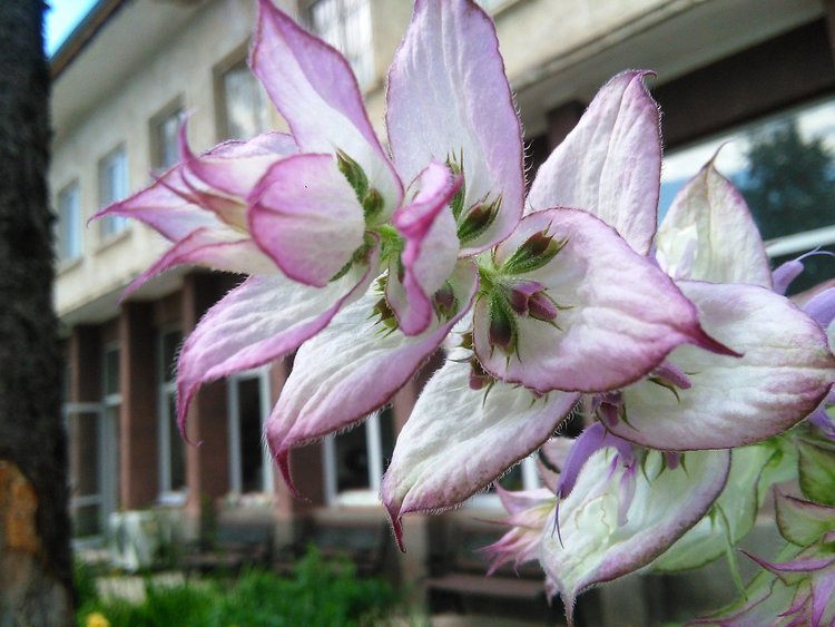 Фестивалът на дивите цветя отново събира любителите на природата и фолклора в Родопите