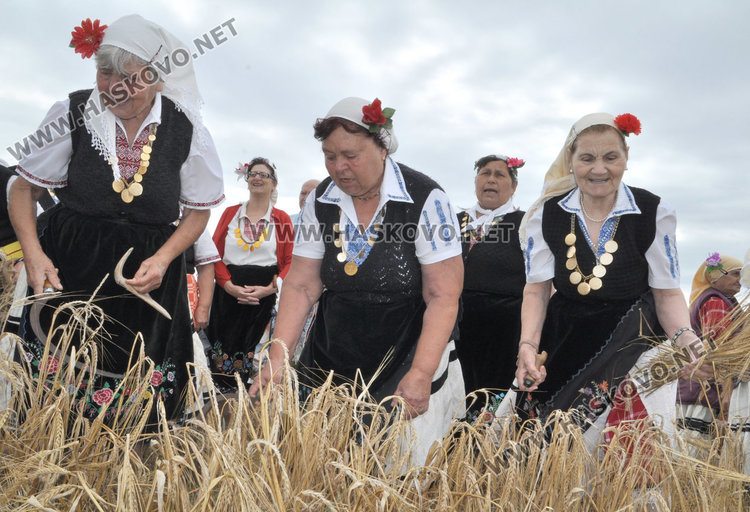 Зажънаха ечемика в Хасковско от Странско